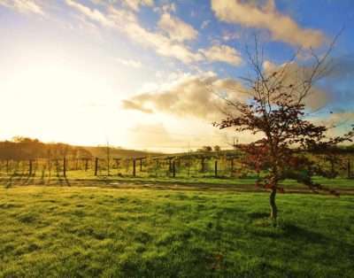 Jabajak Vineyard B&B Accommodation