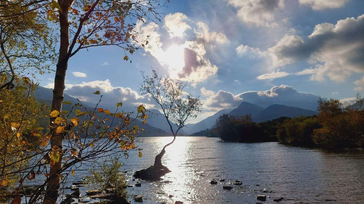 The lone tree on Llyn Padarn at Llanberis, with the mountains of Eryri behind