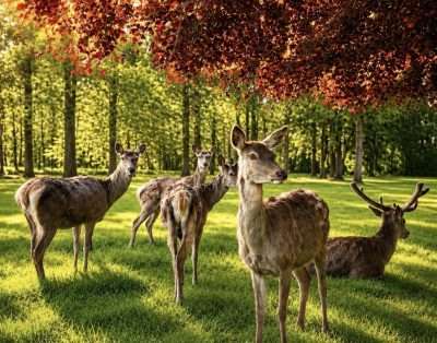 Fallow deer in the woodland at Mellington Hall, once an Elizabethan deer park, Powys